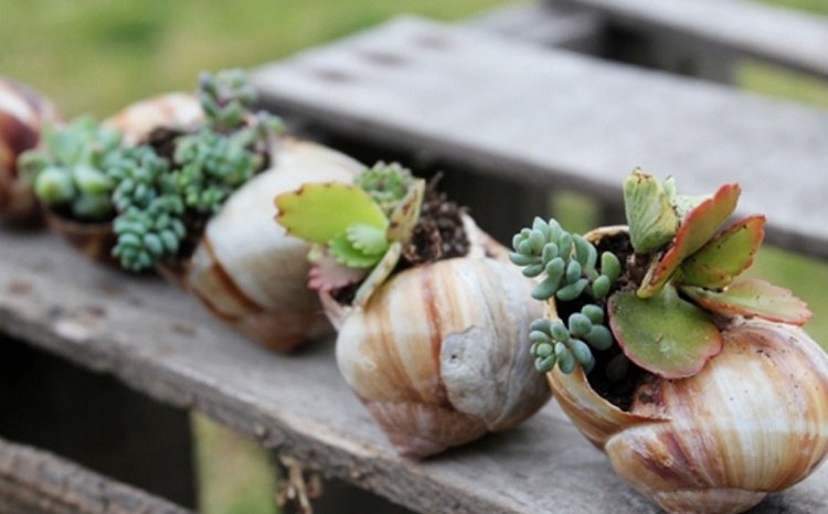 tinker-snigel-skal-mini-trädgård-växt-succulenter