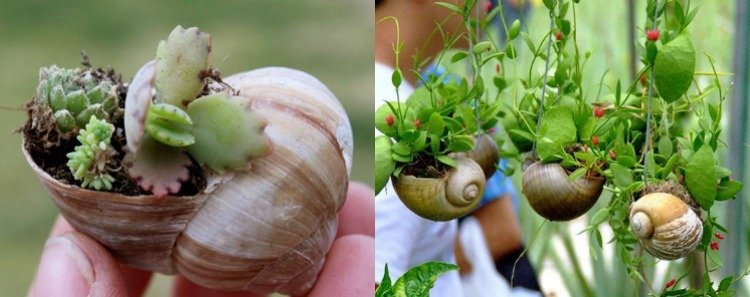 tinker-snigel-skal-mini-trädgård-saftiga-växter