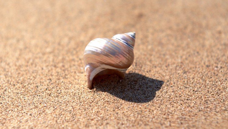 Hantverk med snäckskal -sand-havsmussla-dekoration