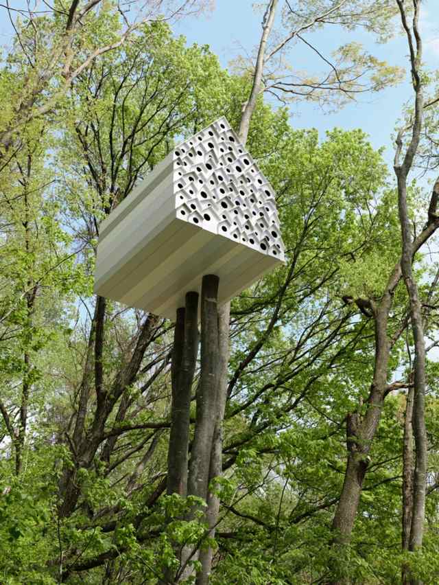 titta på skog byggd original idé ornitolog