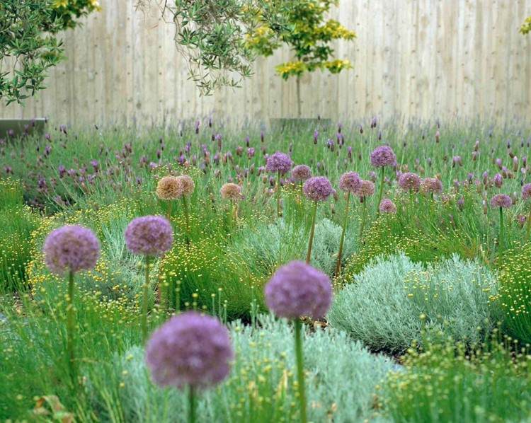 Sängdesign blå gul krukad lavendel Lavandula Stoechas Allium