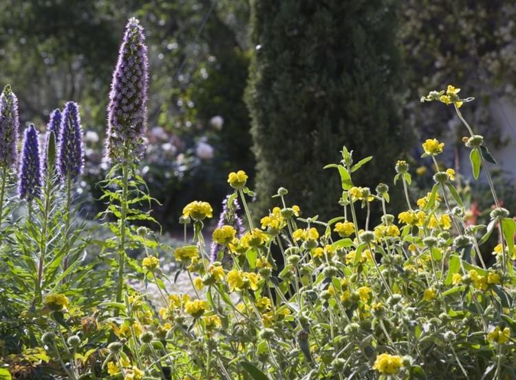 Sängdesign gulblå Madeira adderhuvud Echium candicans Shrubby fire herb