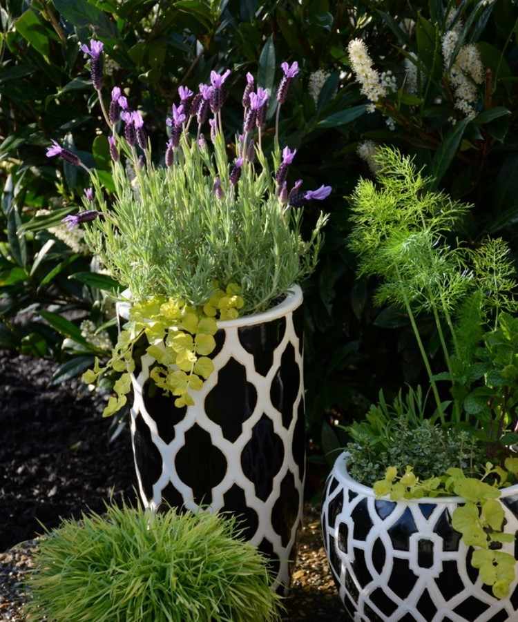 Sommarplanter lavendel pfennigkraut mint dill