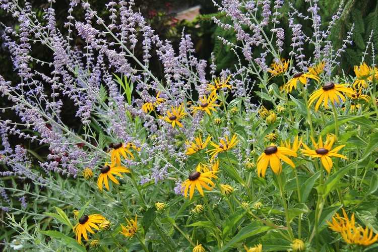 Sängdesign blå gul svartögda rudbeckia rysk salvia