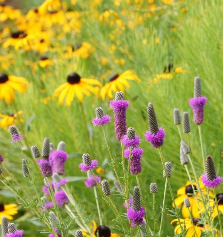 Blombädd Gul Blå Dalea purpurea, Rudbeckia fulgida Amsonia hubrichii
