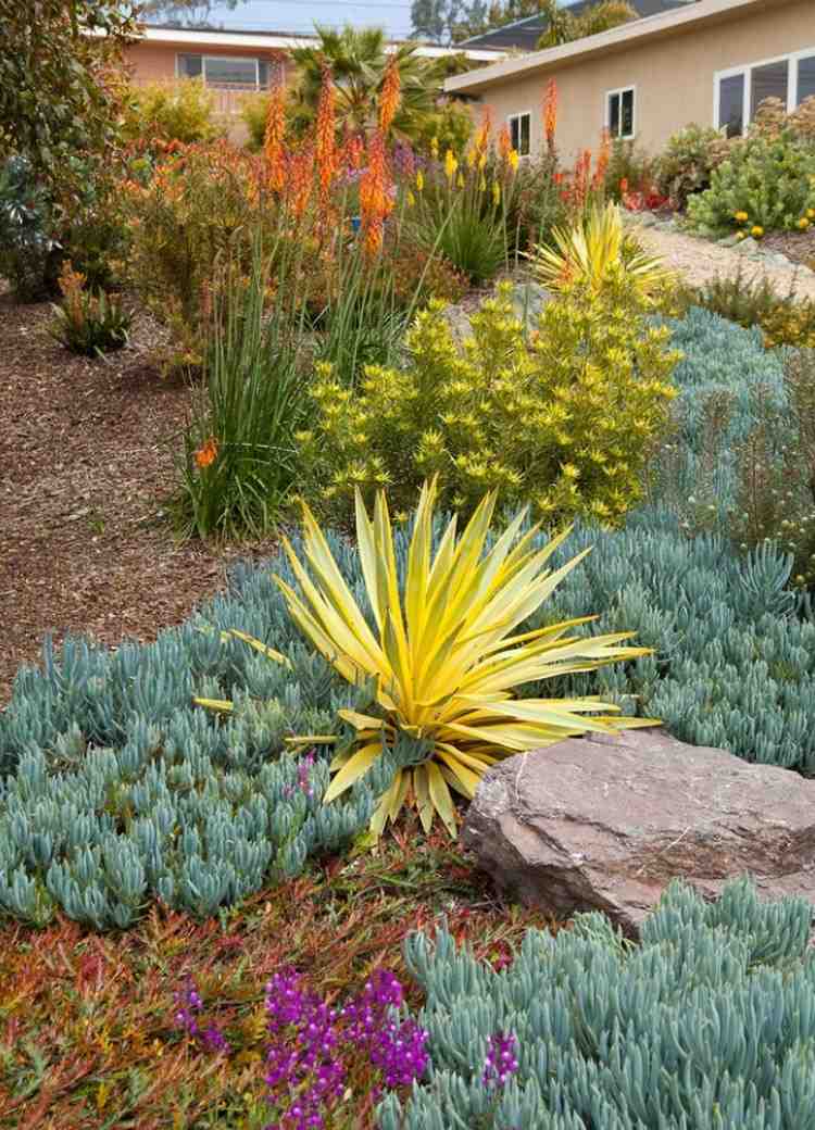 Torr trädgård full av sol Bright Star Yucca Senecio mandraliscae