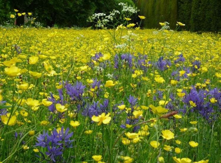 Smörblommor och ätbar prärie Lily Camassia quamash som blommar på vildblomma äng
