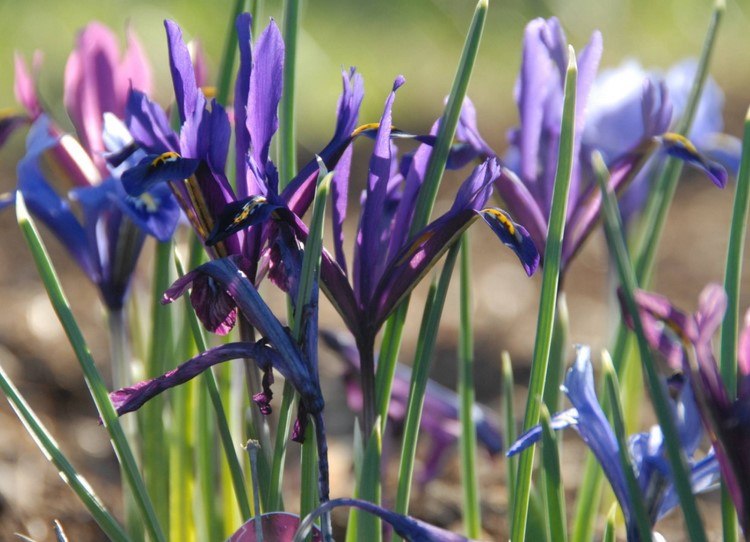 Reticulated Iris Iris reticulata