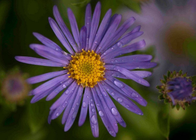 Sommarblommande blommor Aster x frikartii Monk
