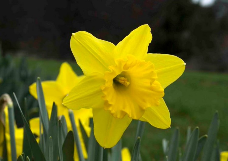 Spring Garden Yellow Crowned Daffodil Gigantic Star