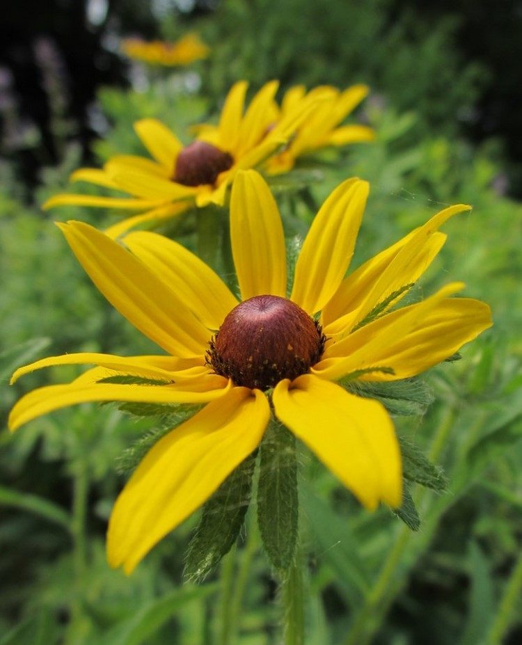 Sommarblommande blommor gula Rudbeckia hirta