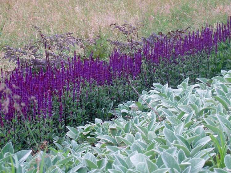 Blomning salvia 'Caradonna' Salvia caradonna