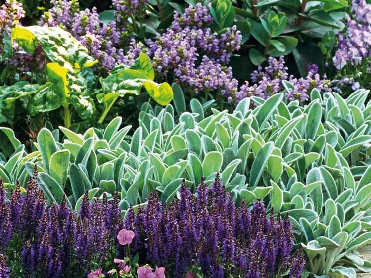 Wollziest dog-eared Stachys byzantina