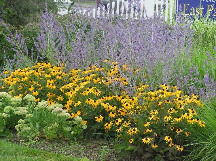 Trädgårdssäng blå gula färger svartögda rudbeckia ryska salvia