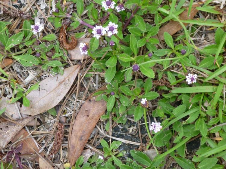 walk-in-ground-cover-verbena-plant-phyla-nodiflora-sommar-pärlor-japan