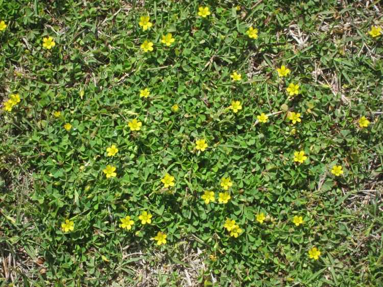 gå-i-mark täck-gräsmatta-ersättare-horn-fruited-sorrel-oxalis-corniculata-gul