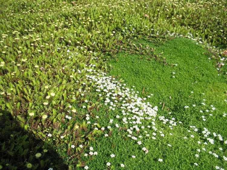 gångbar-mark-täck-stjärna-mossa-gräsmatta-ersättare-vit-sagina-subulata