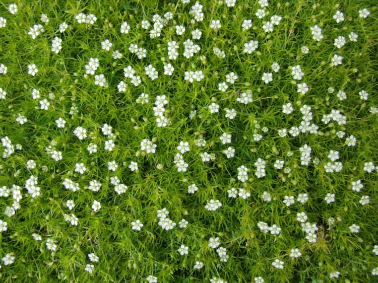 gå-i-mark-täck-trädgård-stjärna-mossa-gräsmatta-ersättare-sagina-subulata