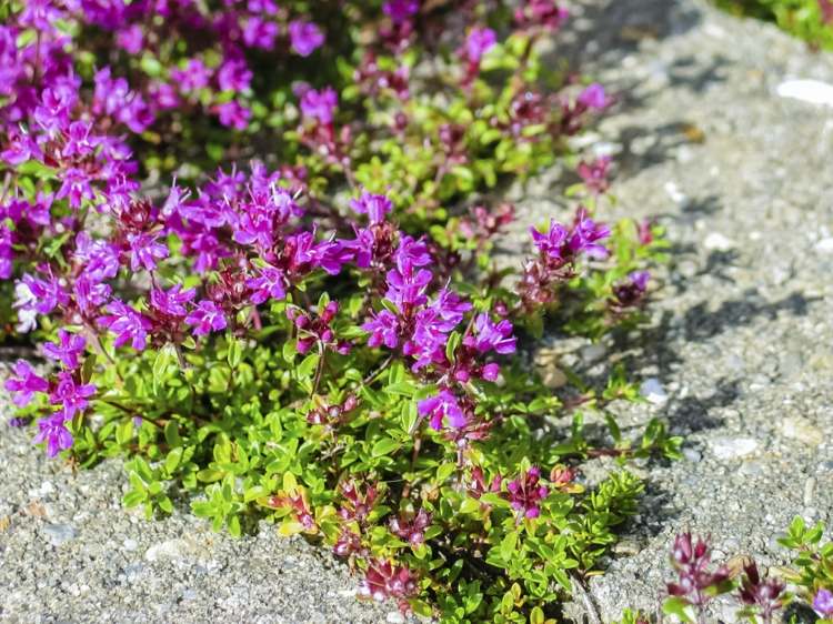 gångbar markskydd-gräsmatta-ersättare-trädgård-snabbväxande-örter-timjan-violett