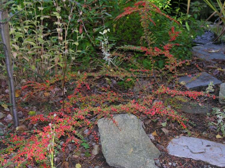 gå-i-mark-täck-gräsmatta-ersättare-cotoneaster-röd-bär-trädgård-växt