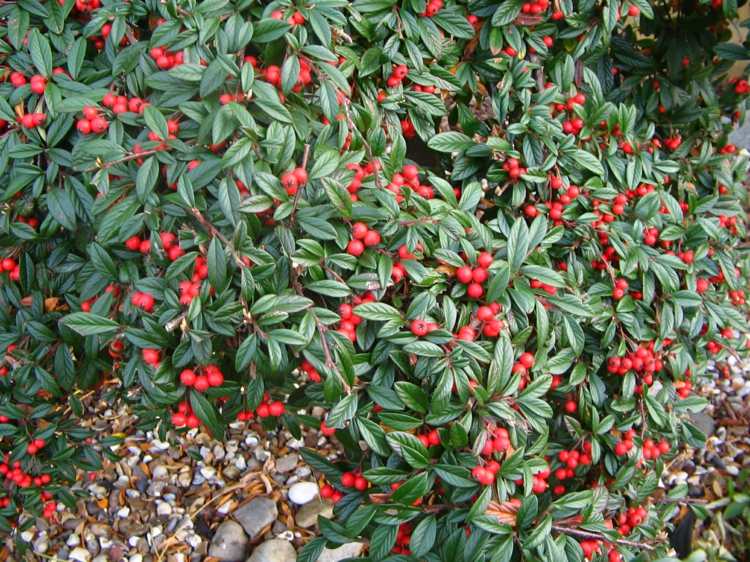 gå-i-mark-täck-bär-röd-cotoneaster-växt-gräsmatta ersättare