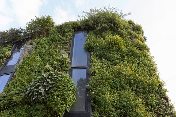 gröna fasadfönster växter levande