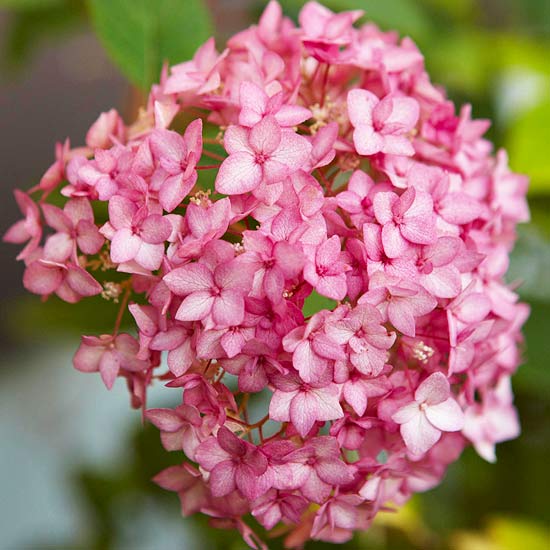exempel på blomsterrik trädgårdsplanering bella anna hortensia