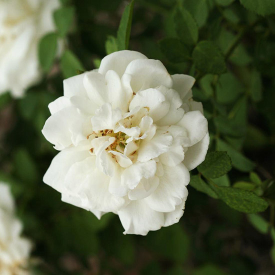 exempel på blomsterrik trädgård som planerar snöuggla vit buskros