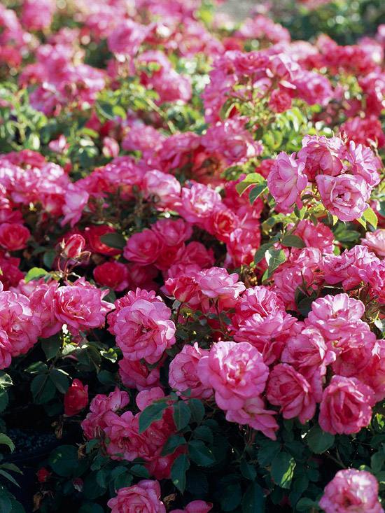 exempel på blomsterrik trädgårdsplanering buske rosrosa