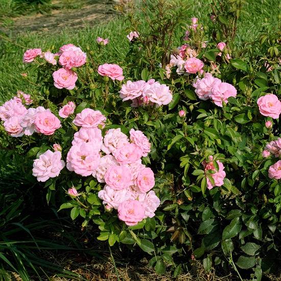 pinktopia buske rosor exempel blommig trädgårdsplanering
