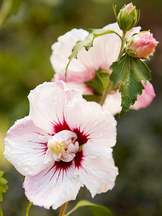 exempel på blomsterrik trädgårdsplanering fiji rose sharon hibiscus