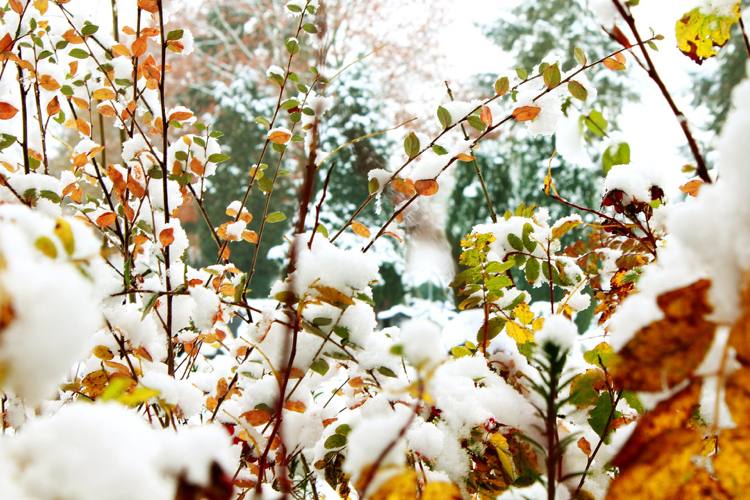 Trädgårdsbuske med höstklänning överraskad av snö