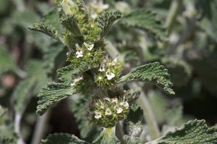 Horehound Marrubium vulgare medicinska örter effekt