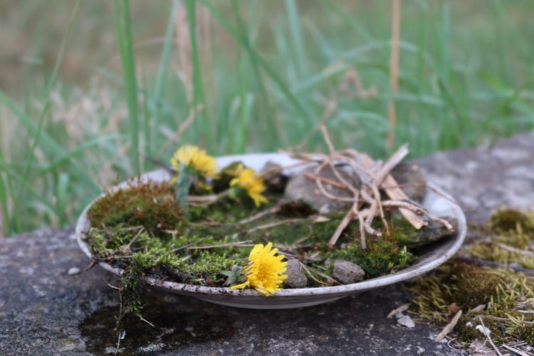 Hantverk med naturmaterial för trädgården - fyll tallrikar med mossa och vatten