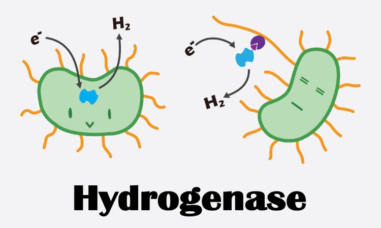 hydrogenas animerad illustration med biologisk massa och vattenmolekyler