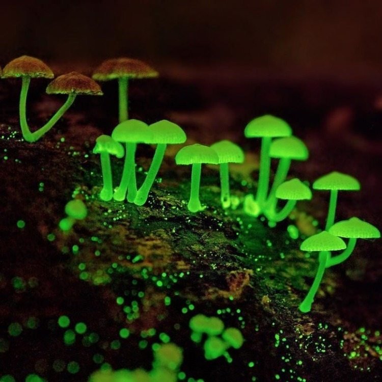 naturligt ljus från bioluminescerande svampar i skogen