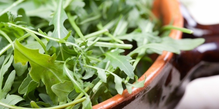 arugula växter trädgård sallad lerkruka