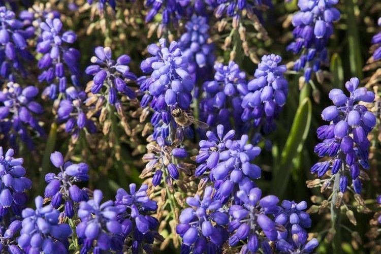 blå blommande balkongväxter lavendelvård
