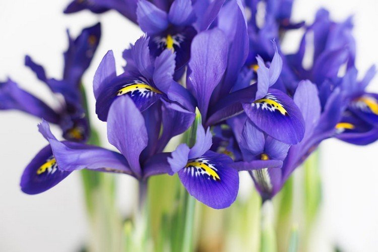 blå blommande balkong växter dvärg iris