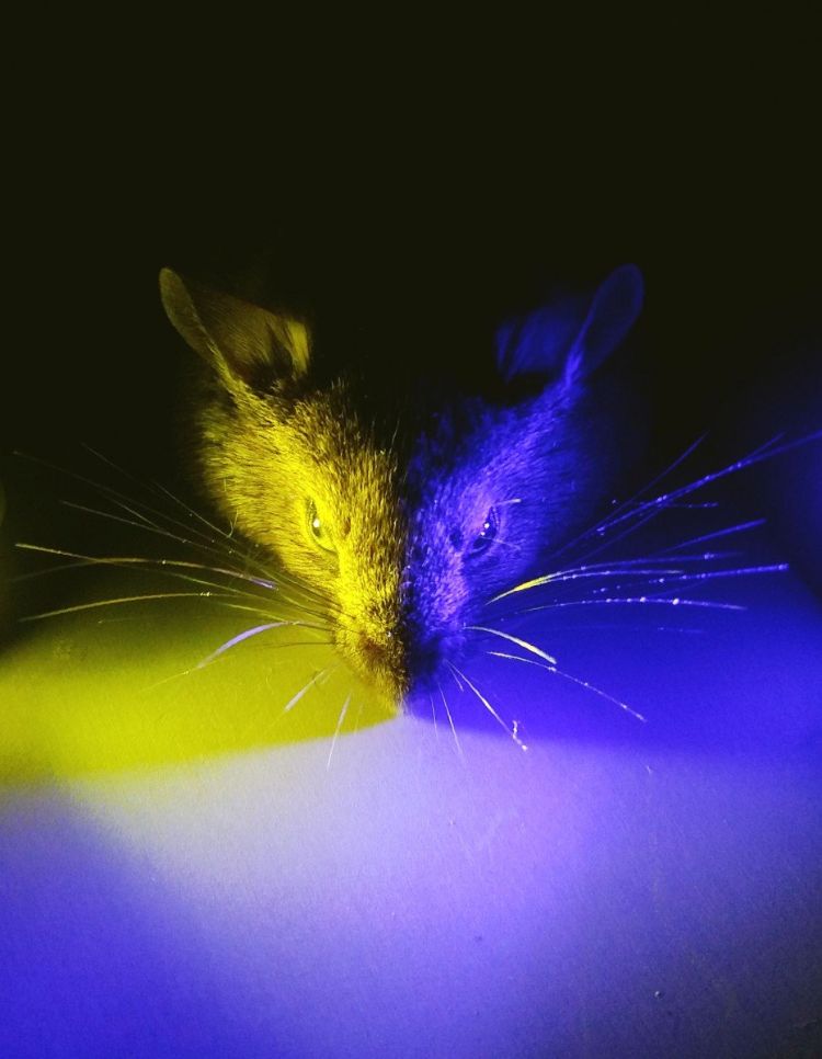 laboratoriemöss undersöktes för gult och blått ljus samtidigt på grund av deras skalningsrytm