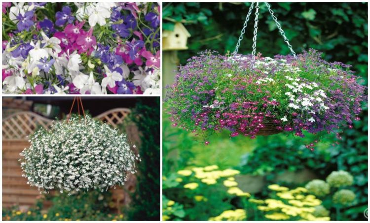 Hängande växter för hängande korgar lobelia-lila-rosa-vit-bluemchen-Gartengestaltung