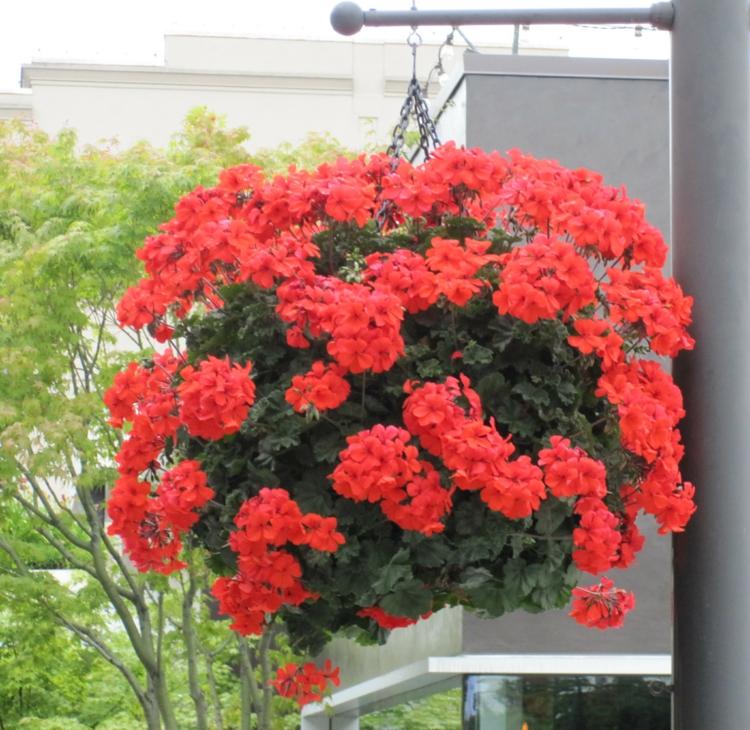 Hängande växter för hängande korgar pelargonium-röd-grön