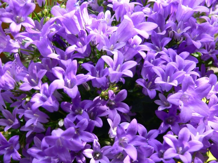 Hängande växter för hängande korgar blåklockor-campanula-lila-blommor