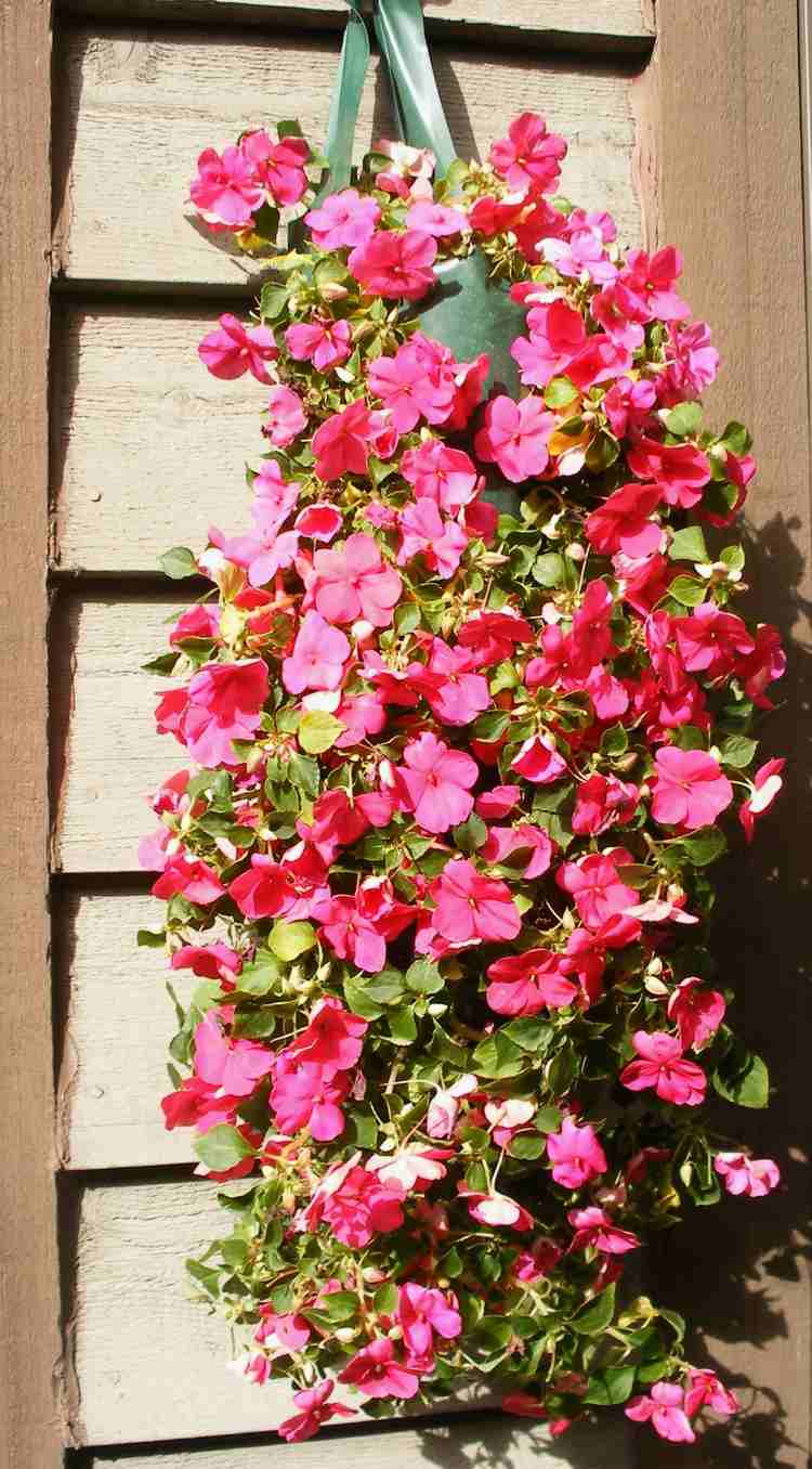 hängande växter-hängande korgar-hårt arbetande-fleeces-impatiens-rosa-blommor-gröna-hängande-korgar