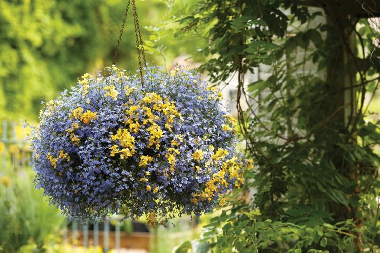 Hängande växter för hängande korgar lobelia-gul-lila-blommor