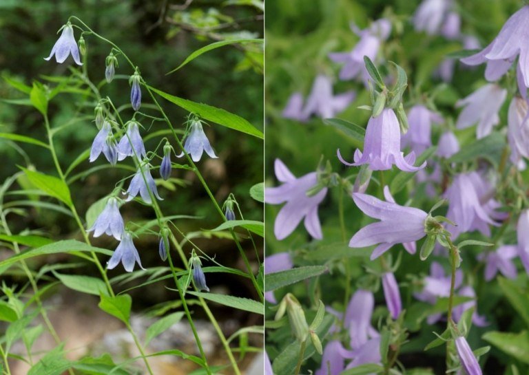 Bägarklocka (Adenophora liliiflora) som blommande perenner för halvskugga