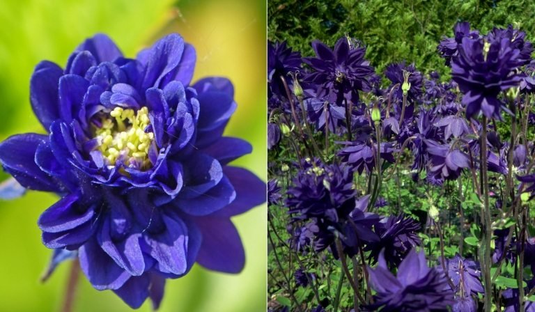 Blommande perenner för halvskugga - Dubbel Columbine 'Blue Barlow' (Aquilegia vulgaris var. Stellata)