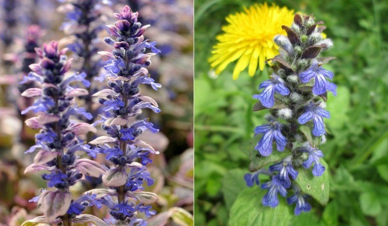 Kriech-Günsel (Ajuga reptans) i delikat lila eller blått som blommande perenner för halvskugga