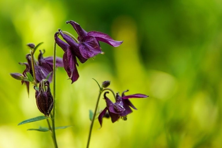 Svart Columbine (Aquilegia atrata) med attraktiva blommor som en prydnads trädgårdsbuske