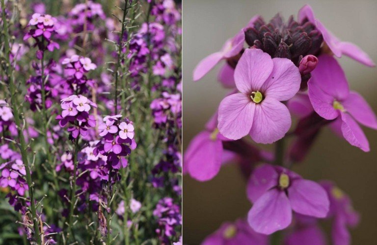 Guldlack 'Bowles Mauve' (Erysimum x cultorum) i romantisk lila som trädgårdsväxt